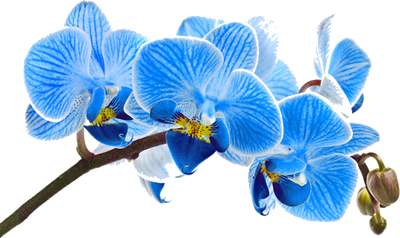foto-orquidea-azul